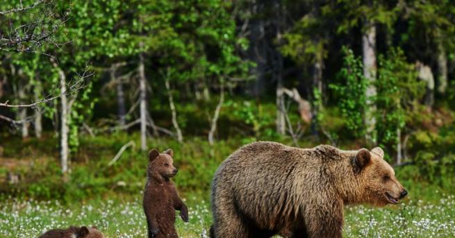 Женските кафяви мечки са се научили да задържат по-дълго малките