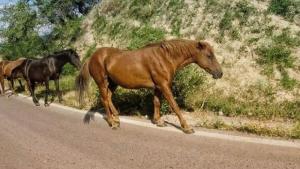 коне животни