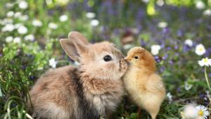 пролет зайче пиле