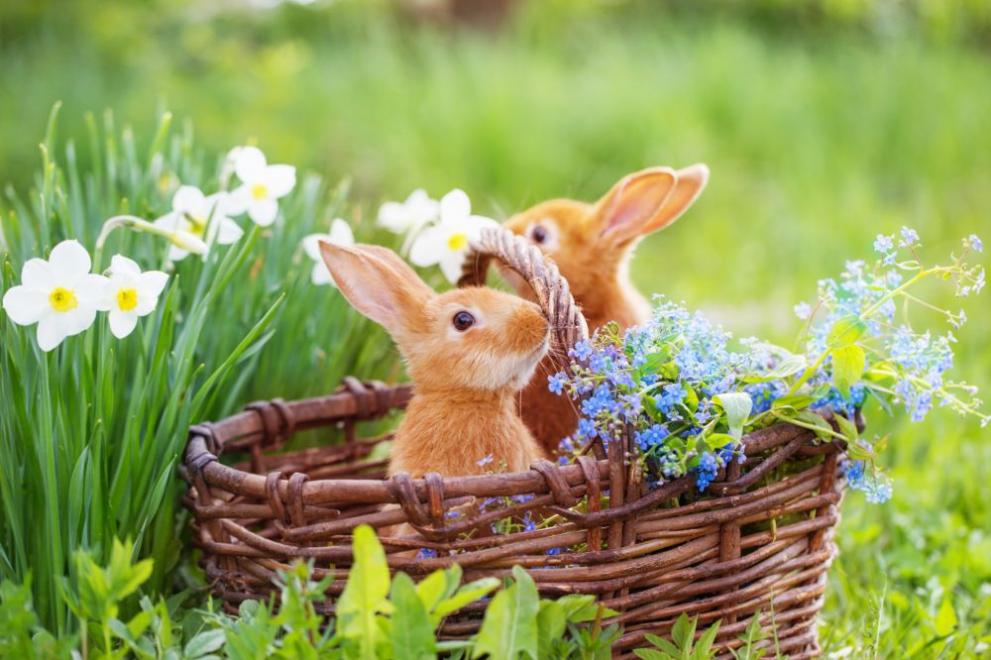  пролет зайче 