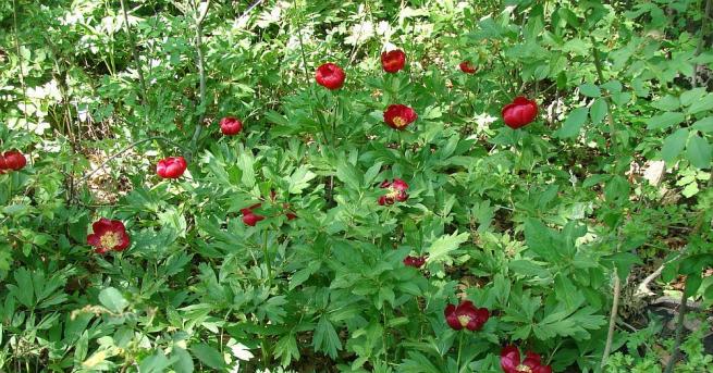 Цветя върбови клонки и малки букетчета не трябва да се