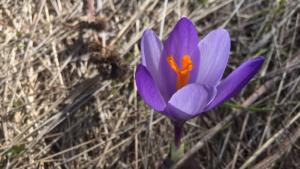 цвете пролет