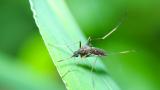  Нова технология избива комарите, пренасящи заболявания 