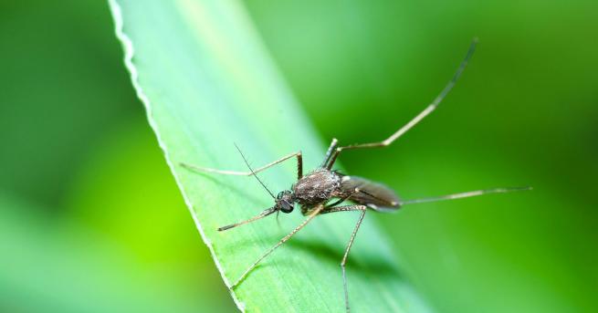 Свят Нова технология избива комарите пренасящи болести Ухапванията от комари