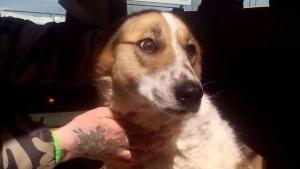 кучето Мими