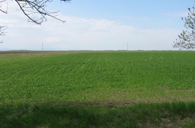 Зелена пшеница