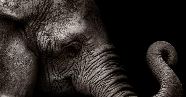 Магистрала в Испания бе затворена заради пет слона, които избягаха
