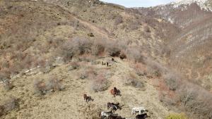 коне Осогово