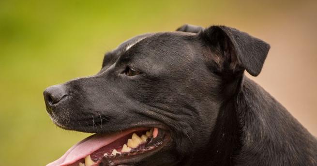 Жена и синът ѝ са открити мъртви в дома им