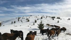 коне Осогово