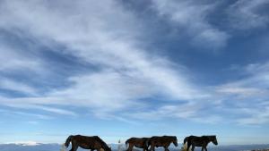 коне Осогово