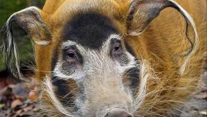 четкоухо прасе