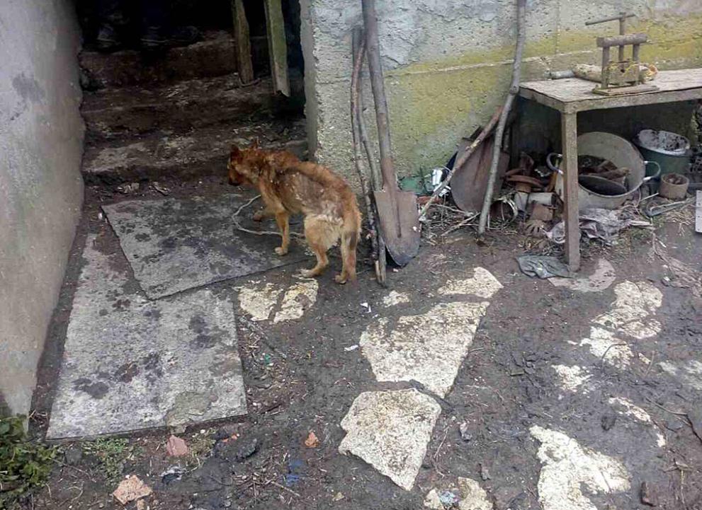  Разкриха още един кучешки концлагер край Варна 