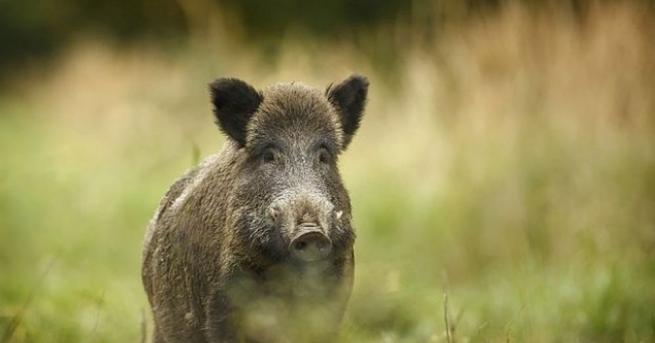 Първи случаи на инфекция с вируса на Африканска чума по