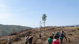 залесяване в Кресна