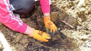 залесяване в Кресна