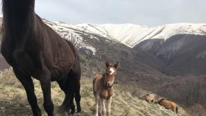 новородено конче