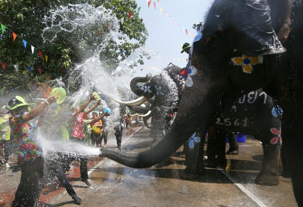  Слонове фестивал на водата Тайланд 