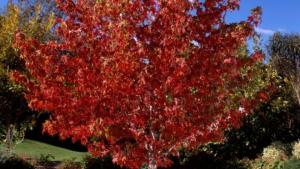 засаждане дървета