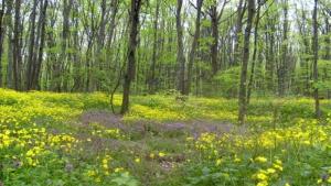 пръскане кърлежи
