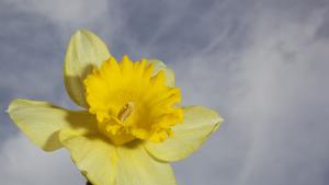 пролет цветя