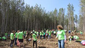 ученици залесяват гората