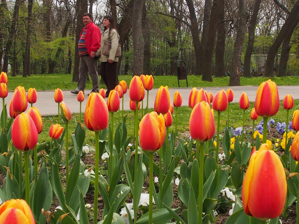 Пролетна красота във Варна
