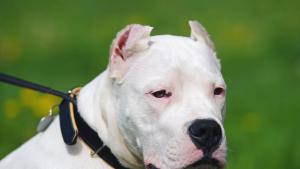 Куче Дого Аржентино