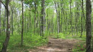 горски пътища