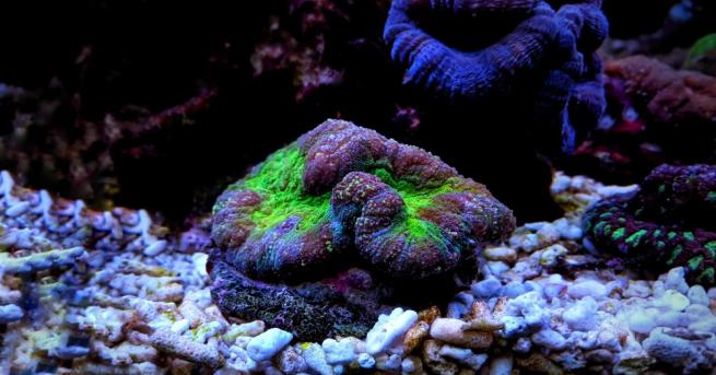 Необичайно ниските температури на водата са довели до измиране на