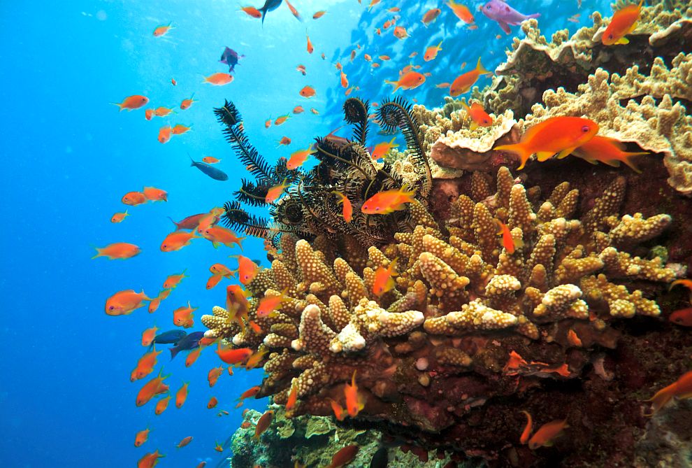 През юли 2017 година не ЮНЕСКО не постави Големия бариерен риф сред застрашените обекти