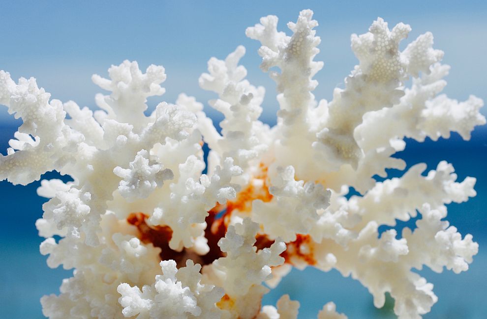 Когато коралите губят цвета си в резултат на топлинна вълна, има две възможности - или да го възстановят бавно със спадането на температурите, или да загинат