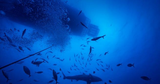 Дяволско море наричано още Драконов триъгълник е район в Тихия