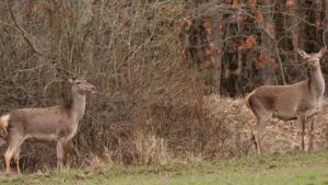 Странджа животни