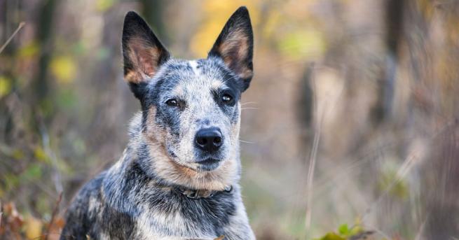 Куче опази и помогна да бъде открито изгубило се тригодишно