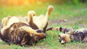 пролет поляна куче котка