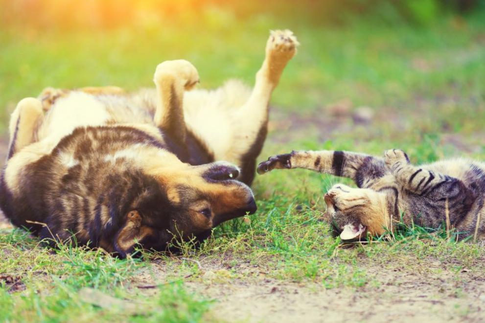 пролет поляна куче котка