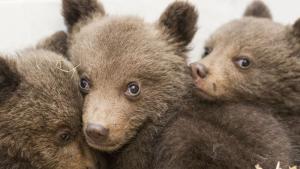 Спасени три мечета в близост до язовир Доспат
