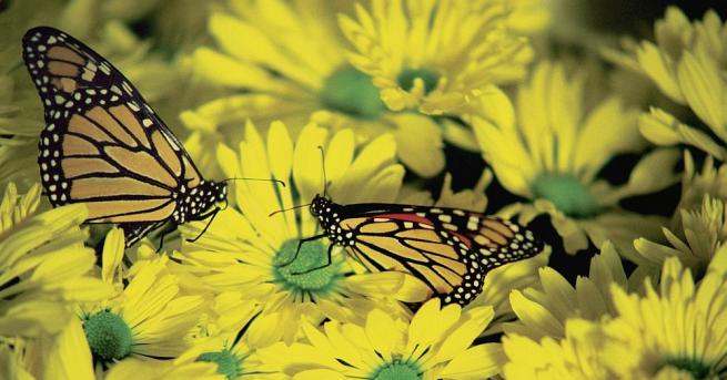 Днес ще е предимно слънчево В следобедните часове ще се