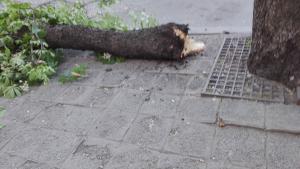 паднало дърво