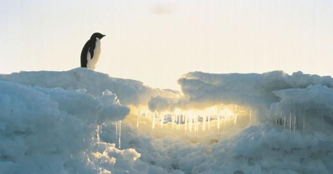 Деветдесет и девет процента от площта на Антарктида е покрита