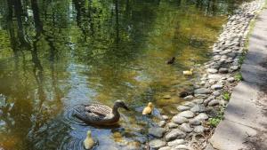 бебета патета в Борисовата градина
