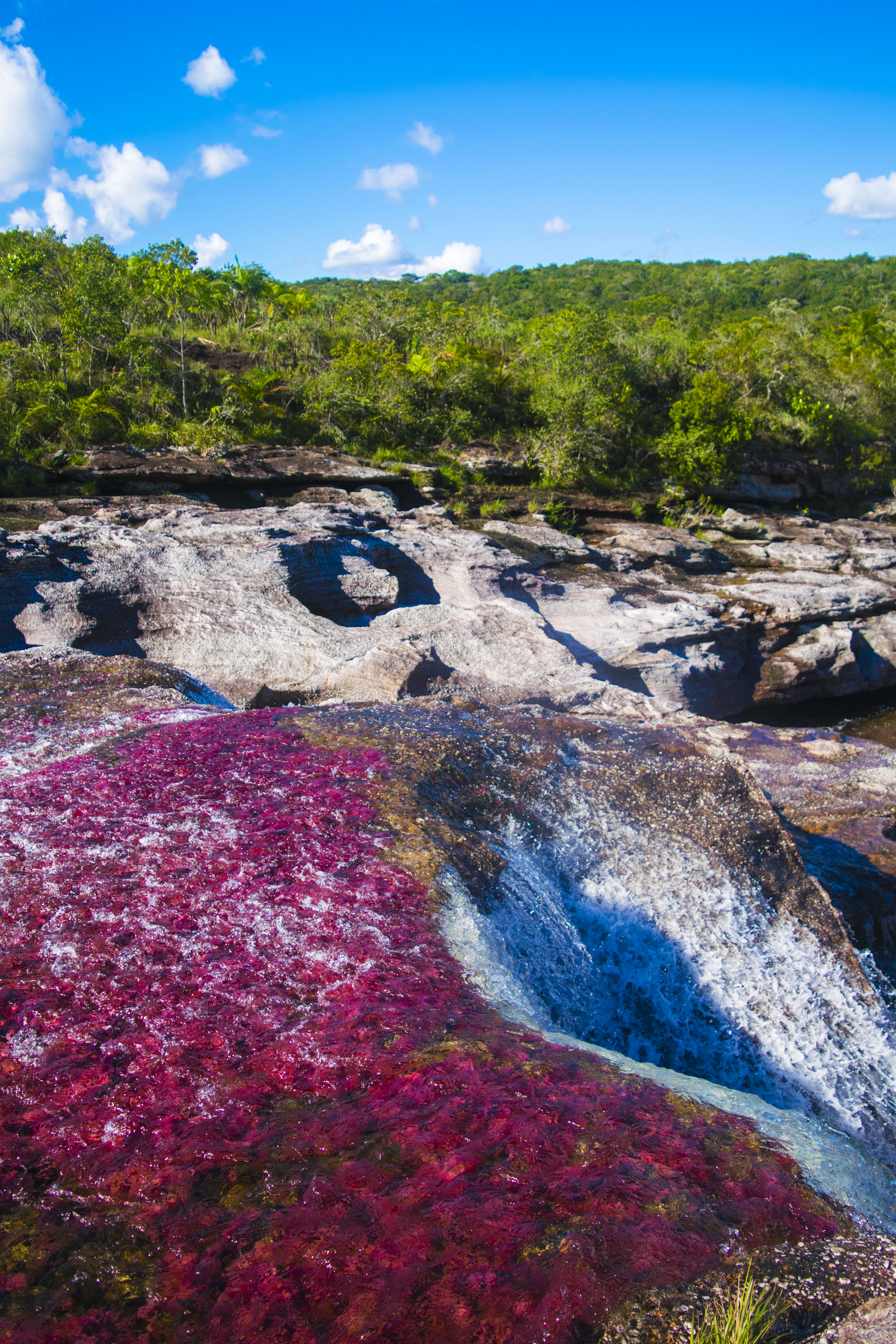 През първата половина от годината Каньо Кристалес в Колумбия прилича на най-обикновена река. Между юни и декември обаче тя придобива един прекрасен многоцветен оттенък. Различни видове водорасли променят цветовете си и стават червени, сини, жълти, оранжеви и зелени. Местните жители я наричат Реката на петте цвята.