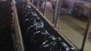 нелегален тютюн