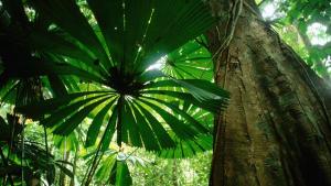 растителност