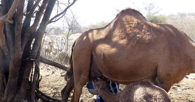 Бебе от критично застрашения вид Двугърба камила появило се на
