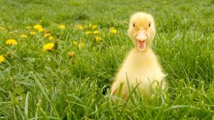 времето пате поляна