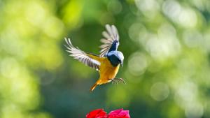 времето поляна птичка