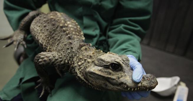 Девет бебета крокодили избягаха през отвор в оградата на животински