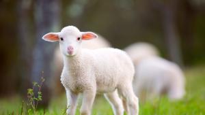 агънце поляна времето